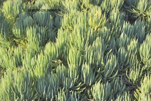 Senecio cylindricus - foliage